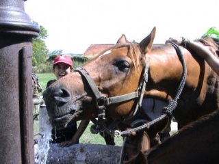 Pbaños a caballo al aire libre en el Gard 